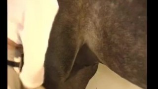 La Barbona – Selen – Film italiano completo