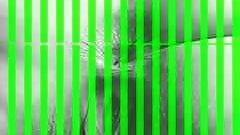 Perra de Cartago Costa Rica