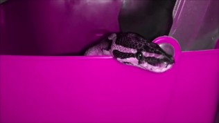 Young Gumbi – Gangster Nation