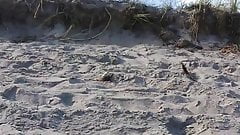 Beautiful CamelToe on the Beach