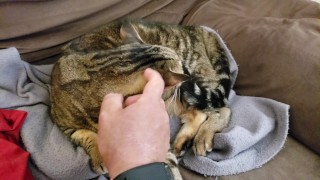 Fat Pussy Cat Gets Rubbed And Pet