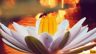 PROFESSOR BUZZCOCK TEACHES NAUGHTY LESSON