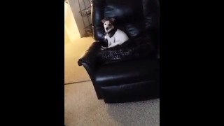 White wife bred while hubby jerks