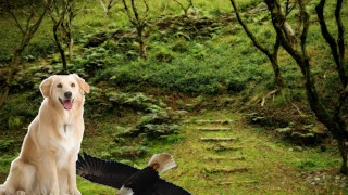 a cat and a dog (no no sex)