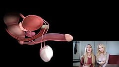 Male orgasm anatomy explained. Educational JOI.