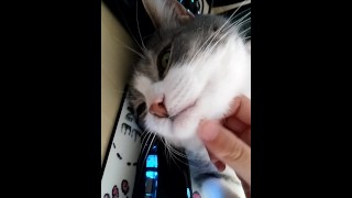 POV Cat Petting