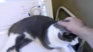 Angry cat vs nice cat and worried dog.