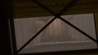 Another Window, Another neighbor ..