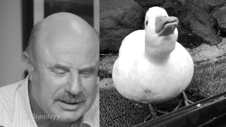 Dr Phil hosts meme review, Grandayy version.