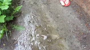 I Pee in the village in the morning)