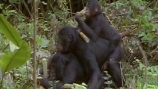 Kamer zeig tuns den Akt im Inneren 2