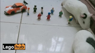 Attack of the Giant Guinea Pigs [warning: graphic content]