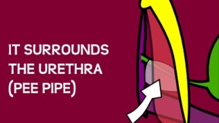 Female G Spot, Prostate and Ejaculation Explained