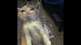 stupid tranny moans over cats