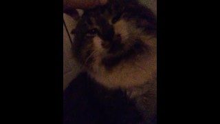 Watch if you want a break from porn but want a cat