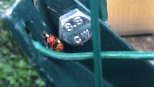 cock – cinel in the garden