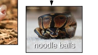 Nope Ropes, Sneks, & Danger Noodles