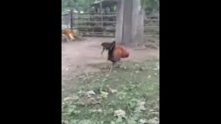 received_331542801556617.mp4