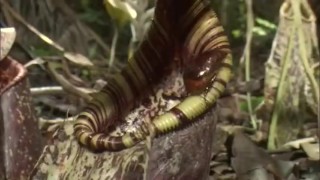 True Facts : Carnivorous Plants