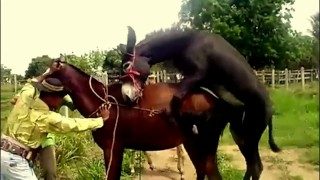 wo beautiful animals enjoy beautiful sex outdoors