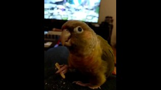 Birb2.mp4
