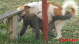 Funny Dog Breeding Other Animals