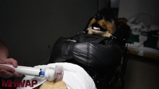 MuzzledJackal getting wanded in fursuit at MHWAP