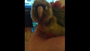 Birb4.mp4