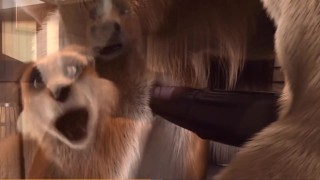 FURRY PORN – FOX IN THE STABLE – HD HIGH QUALITY ANIMATED