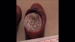 Hedgehogs are the cutest animals ever